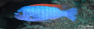 Labeotropheus trewavasae &#39;Chinyamwezi Island&#39;