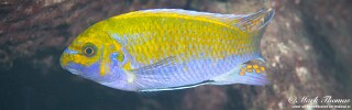 Labeotropheus trewavasae &#39;Chitande Island&#39; Labeotropheus candipygia &#39;Chitande Island&#39;