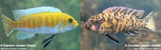 Labeotropheus trewavasae &#39;Gome&#39;