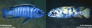 Labeotropheus trewavasae &#39;Higga Reef&#39;