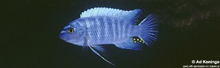 Labeotropheus trewavasae &#39;Hora Mhango&#39;