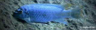 Labeotropheus trewavasae &#39;Katale Island&#39;