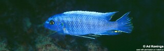 Labeotropheus trewavasae &#39;Kirondo&#39;