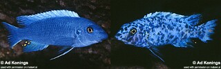 Labeotropheus trewavasae &#39;Likoma Island&#39;