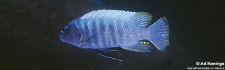 Labeotropheus trewavasae &#39;Linganjala Reef&#39;
