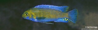 Labeotropheus trewavasae &#39;Lundu&#39;