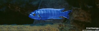 Labeotropheus trewavasae &#39;Lupingu&#39;