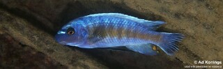 Labeotropheus trewavasae &#39;Lutara Reef&#39;