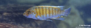 Labeotropheus trewavasae &#39;Mala Point&#39;