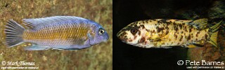 Labeotropheus trewavasae &#39;Manda&#39;