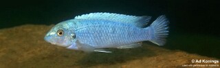 Labeotropheus trewavasae &#39;Mara Rocks&#39;