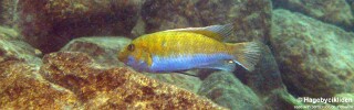 Labeotropheus trewavasae &#39;Masinje&#39;