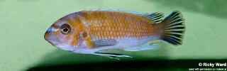Labeotropheus trewavasae &#39;Mdoka&#39;
