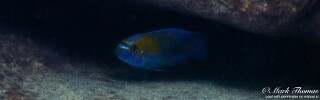 Labeotropheus trewavasae &#39;Mdowa&#39;