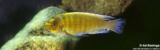 Labeotropheus trewavasae &#39;Metangula&#39;