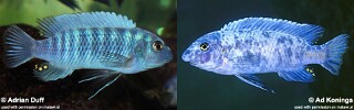 Labeotropheus trewavasae &#39;Minos Reef&#39;