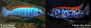 Labeotropheus trewavasae &#39;Mitande Reef (Rocks)&#39;