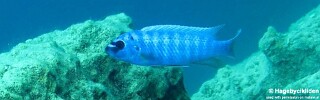 Labeotropheus trewavasae &#39;Mumbo Island&#39;