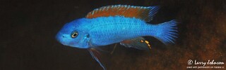 Labeotropheus trewavasae &#39;Namalenje Island&#39;