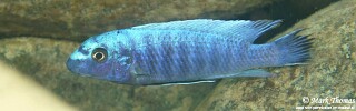 Labeotropheus trewavasae &#39;Ngwasi&#39;