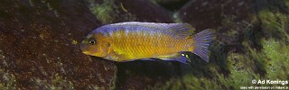 Labeotropheus trewavasae &#39;Nkhungu Point&#39;