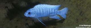 Labeotropheus trewavasae &#39;Ntekete&#39;