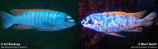 Labeotropheus trewavasae &#39;Otter Island&#39;