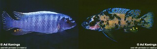 Labeotropheus trewavasae &#39;Taiwanee Reef&#39;