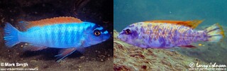 Labeotropheus trewavasae &#39;Thumbi West Island&#39;