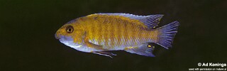 Labeotropheus trewavasae &#39;Tumbi Point&#39;