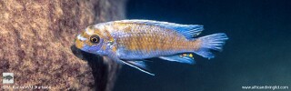 Labeotropheus trewavasae &#39;Tundu Rocks&#39;