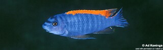Labeotropheus trewavasae &#39;Zimbawe Rock&#39;