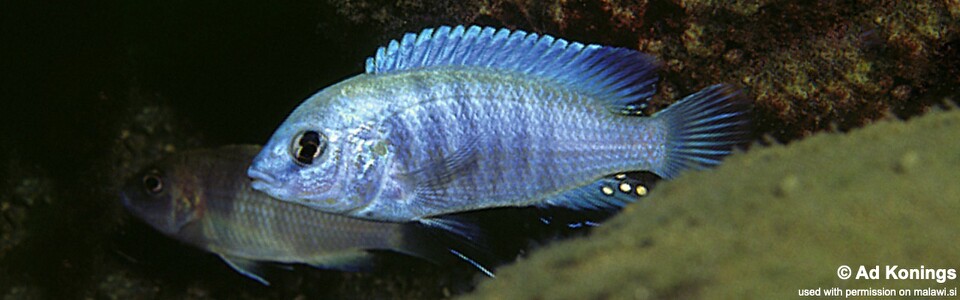 Labidochromis cf. caeruleus 'Thumbi Point'<br><font color=gray>Labidochromis sp. 'blue white' Tanzania</font>
