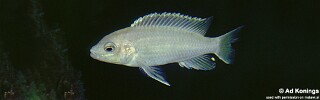 Labidochromis caeruleus &#39;Cape Kaiser&#39;