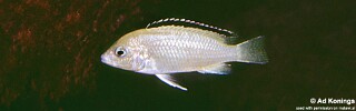 Labidochromis caeruleus &#39;Chadagha&#39;
