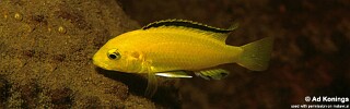 Labidochromis caeruleus &#39;Kakusa&#39;
