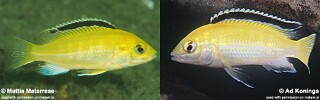 Labidochromis caeruleus &#39;Lion&#39;s Cove&#39;