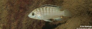 Labidochromis cf. caeruleus &#39;Londo Bay&#39;