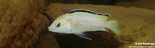 Labidochromis caeruleus &#39;Nkhata Bay&#39;