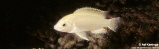 Labidochromis caeruleus &#39;Nkhoso Point&#39;
