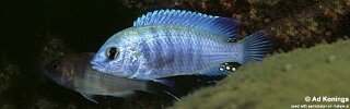 Labidochromis cf. caeruleus &#39;Thumbi Point&#39; Labidochromis sp. &#39;blue white&#39; Tanzania