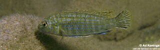 Labidochromis flavigulis &#39;Chizumulu Island&#39;