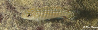 Labidochromis flavigulis &#39;Nkhata Bay&#39;