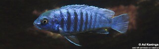 Labidochromis freibergi &#39;Maingano Island&#39;