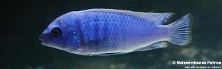 Labidochromis gigas &#39;Membe Island&#39;