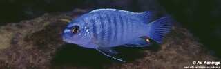 Labidochromis gigas &#39;Ndumbi Rocks&#39;
