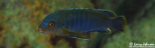 Labidochromis heterodon &#39;Boadzulu Island&#39;