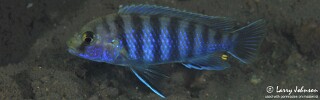 Labidochromis ianthinus &#39;Nkhomo Reef&#39;