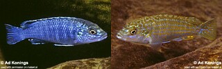 Labidochromis joanjohnsonae Melanochromis joanjohnsonae