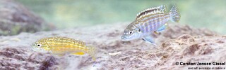 Labidochromis joanjohnsonae &#39;Mitande Reef (Rocks)&#39;